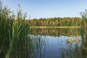 A lake with a forest in the background