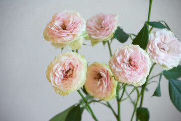 ストロベリーミルフィーユ