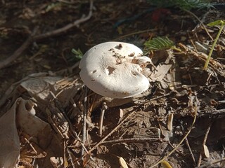 Agaricus campestris body pattern or eaten gilled mushroom or button mushroom pattern or field mushroom 