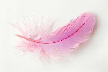 Pink feather on white background, lightweight