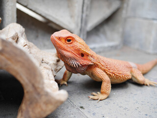 bearded dragon lizard pet basking and posing on a grey floor