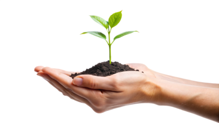 Plant in hand, hands holding a plant, plant in hands, young seedling growing in hand, a symbol of new life and nature's growth