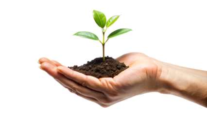 Plant in hand, hands holding a plant, plant in hands, young seedling growing in hand, a symbol of new life and nature's growth
