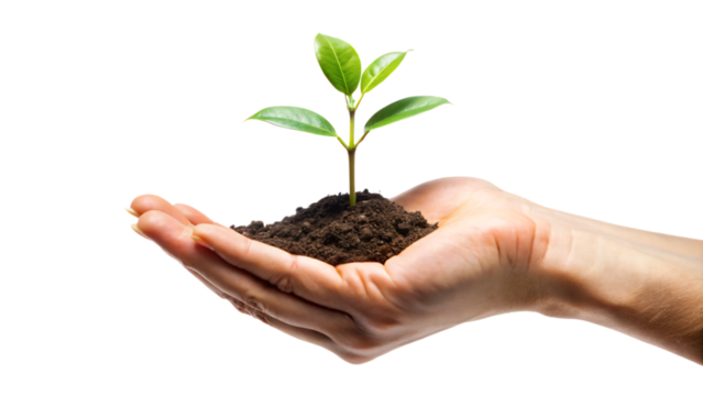 Plant in hand, hands holding a plant, plant in hands, young seedling growing in hand, a symbol of new life and nature's growth