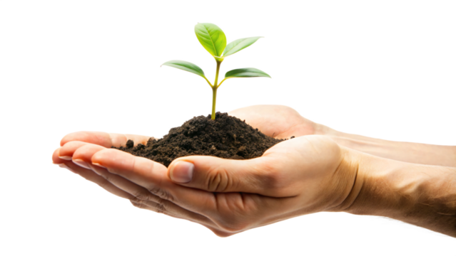 Plant in hand, hands holding a plant, plant in hands, young seedling growing in hand, a symbol of new life and nature's growth - Powered by Adobe