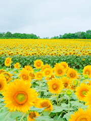 北海道の絶景 北竜町ひまわりの里