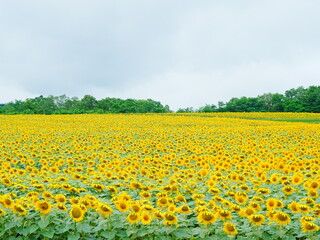 Fototapeta premium 北海道の絶景 北竜町ひまわりの里