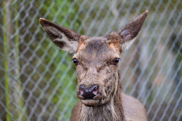Animal portrait of a deer with brown fur in winter in the forest of the animal park Knüll in Knüllwald, Germany