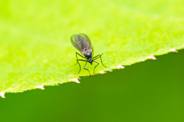 クロバネキノコバエ
