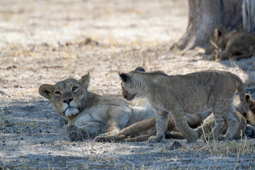lions in bwa