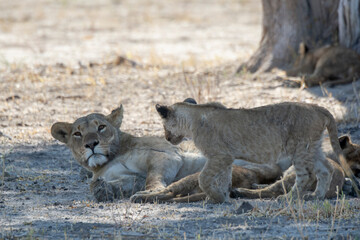 lions in bwa