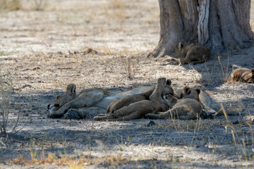 lions in bwa