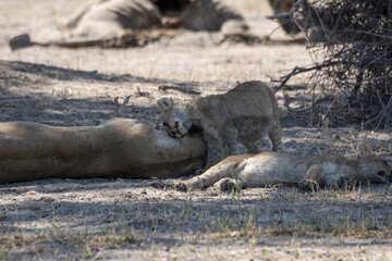 lions in bwa