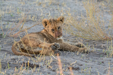 lions in bwa