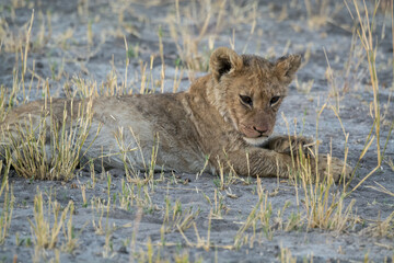 lions in bwa