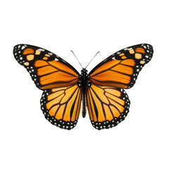 Fototapeta premium Monarch butterfly with open wings showcasing vibrant orange and black patterns on a transparent background