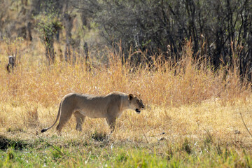 lions in bwa