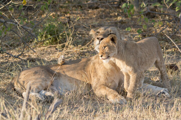 lions in bwa