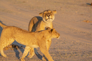 lions in BWA