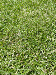 肥料をまいた刈高20mmの芝生