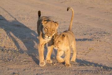 lions in BWA