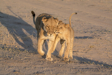 lions in BWA