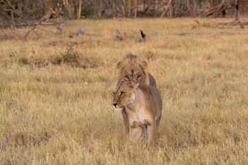lions in BWA