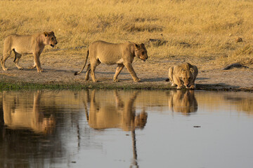 lions in BWA