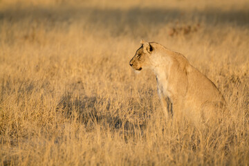 lions in BWA