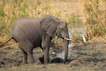 Fototapeta premium Elefanti in BWA