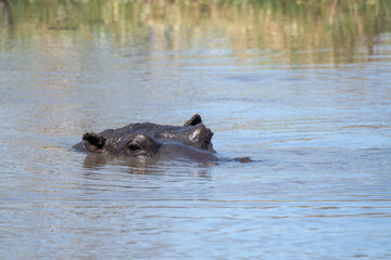 Ippopotami in acqua , in un fiume in botswanA