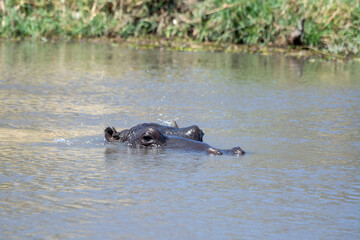 Fototapeta premium Ippopotami in acqua , in un fiume in botswanA