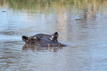 Ippopotami in acqua , in un fiume in botswanA