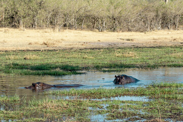 Ippopotami in acqua , in un fiume in botswanA