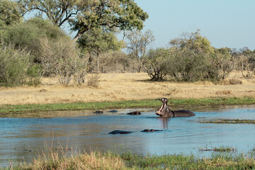 Ippopotami in acqua , in un fiume in botswanA