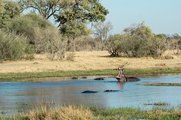 Ippopotami in acqua , in un fiume in botswanA