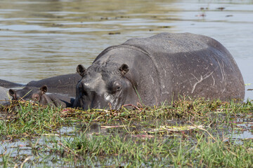 Ippopotami in acqua , in un fiume in botswanA