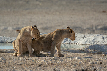 Lions in BWA