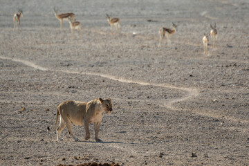 Lions in BWA