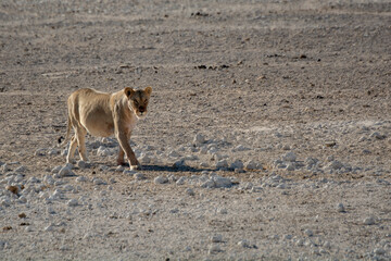 Lions in BWA
