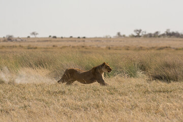 lions in bwa