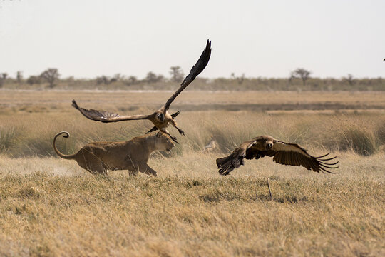 lions in bwa