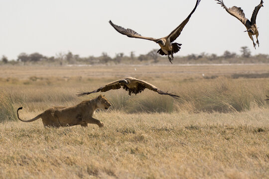 lions in bwa