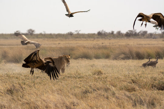 lions in bwa