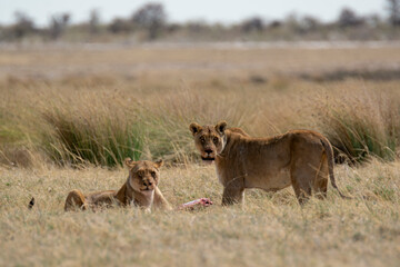 lions in bwa