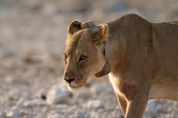 lions in bwa