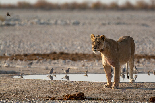 lions in bwa
