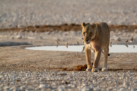 lions in bwa
