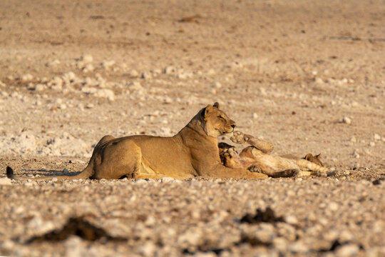 lions in bwa