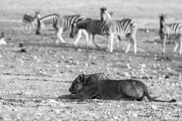lions in safari